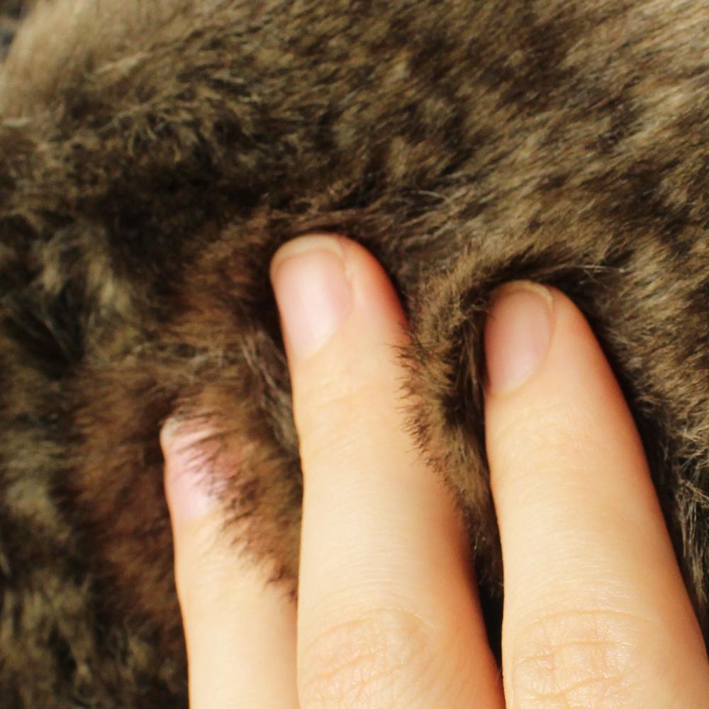 オルテガ柄アビエーター